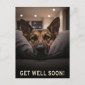 German Shepherd Get Well Postcard ポストカード (正面)