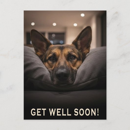 German Shepherd Get Well Postcard ポストカード (正面)
