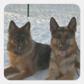 German Shepherd Group In Snow スクエアシール (正面)