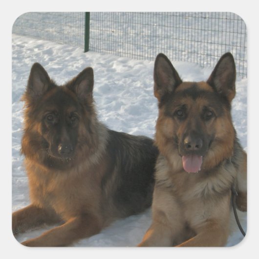 German Shepherd Group In Snow スクエアシール (正面)
