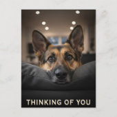 German Shepherd Thinking Of You Postcard ポストカード (正面)