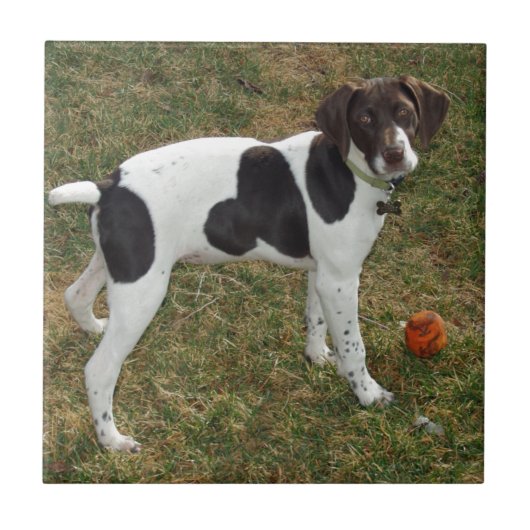 German_short_haired_pointer_puppy タイル (正面)