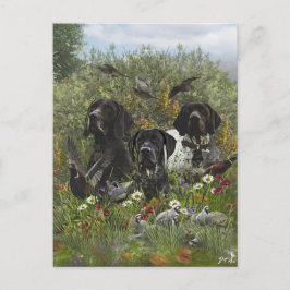 German Shorthaired Pointers   ポストカード