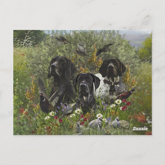 German Shorthaired Pointers   ポストカード (裏面)