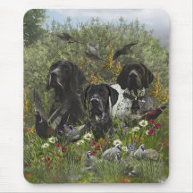 German Shorthaired Pointers