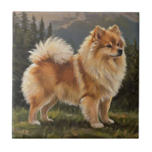 German Spitz