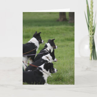 GermanShepherds カード