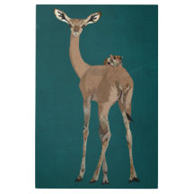 GERNUK及び砂糖のグライダー