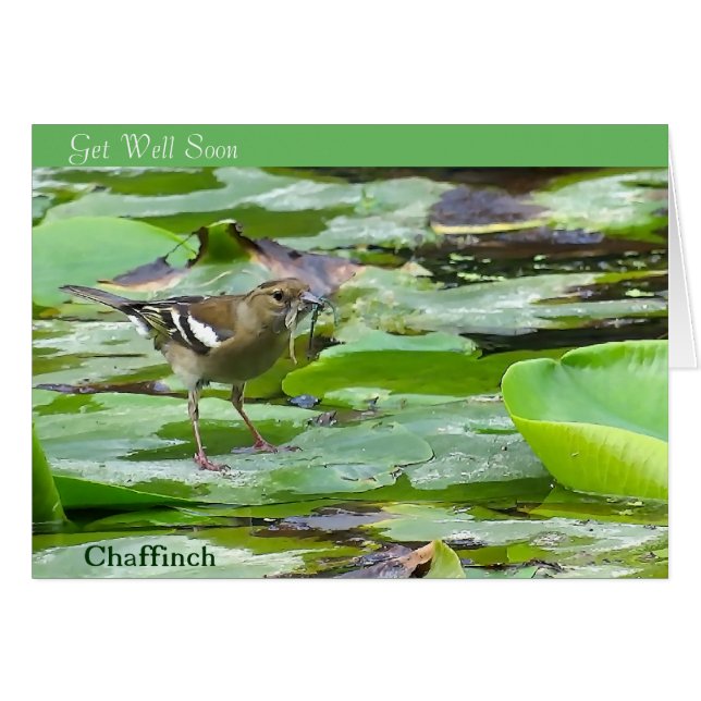 get-well-card用の鳥の画像 (正面横)