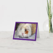 Get Well Guinea Pig Greeting Card カード (正面)