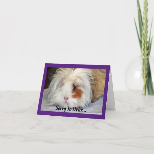 Get Well Guinea Pig Greeting Card カード (正面)