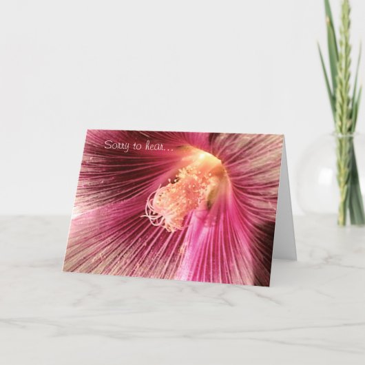 Get Well Pink Holly Hock Flower Card カード (正面)