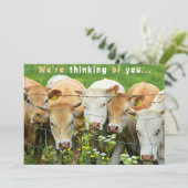 Get Well Soon牧場の牛の国の花 シーズンカード (スタンド正面)