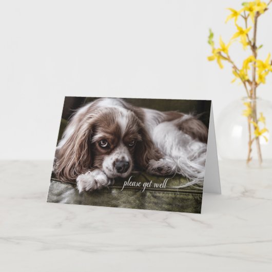 Get Well Soon Cocker Spaniel Dog on a Sofa カード (黄色い花)