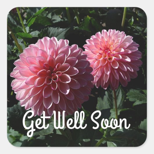 Get Well Soon Dahlia Valley Porcupine #1スタンプ スクエアシール (正面)