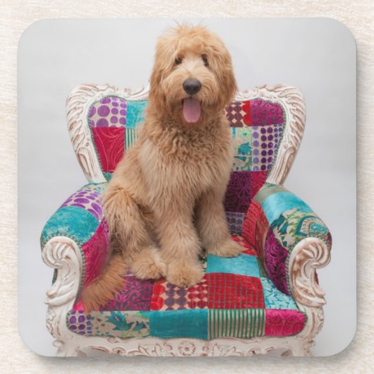 Gettyのイメージ|かわいいGoldendoodle コースター (正面)