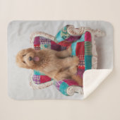 Gettyのイメージ|かわいいGoldendoodle シェルパブランケット (正面(横))