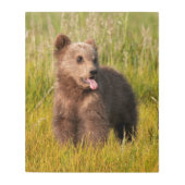 Gettyのイメージ|のおもしろいなベビーくま メタルプリント (正面)