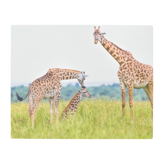 Gettyのイメージ|のキリン家族 メタルプリント (正面)