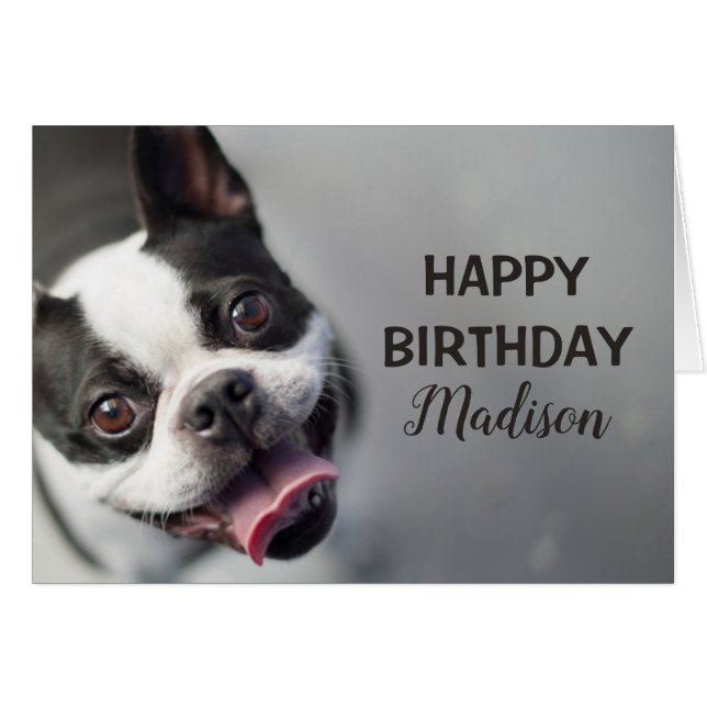 Gettyのイメージ|のフレンチ・ブルドッグ (正面横)