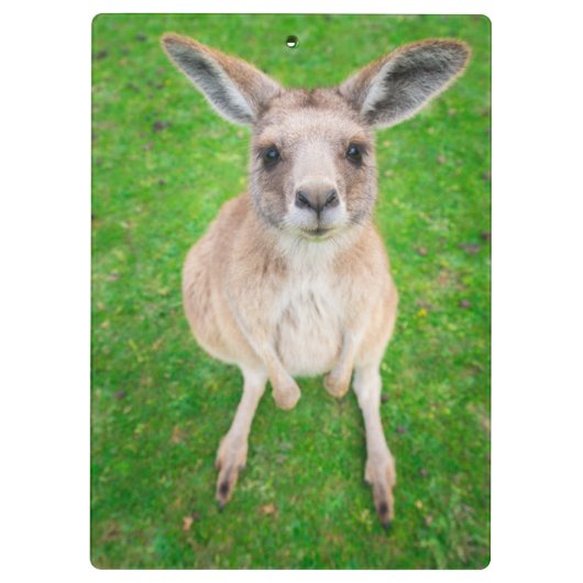 Gettyのイメージ|のベビーのカンガルー クリップボード (裏面)