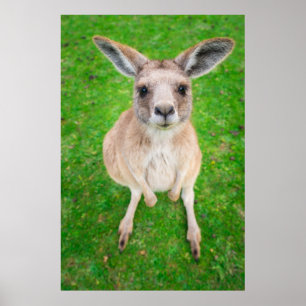 Gettyのイメージ のベビーのカンガルー ポスター