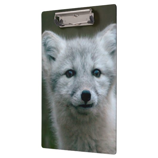 Gettyのイメージ|のホッキョクギツネのキット クリップボード (左)