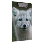 Gettyのイメージ|のホッキョクギツネのキット クリップボード (右)