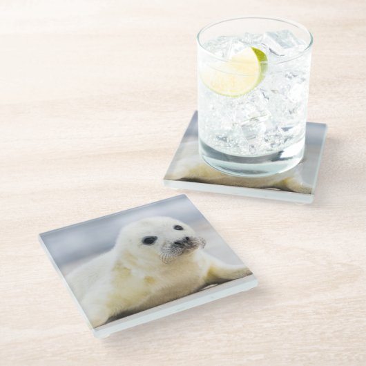 Gettyのイメージ|の子どものアシカ ガラスコースター (アングル)