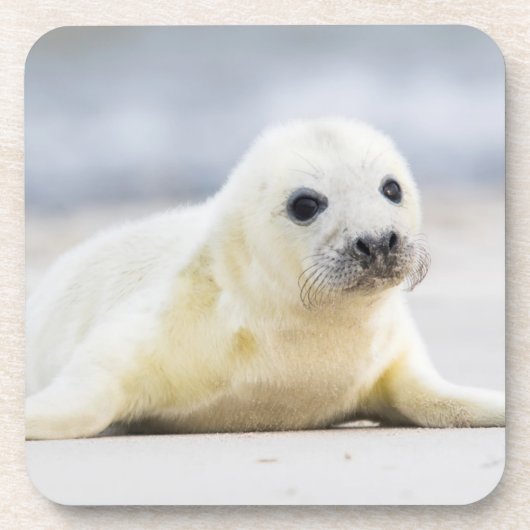 Gettyのイメージ|の子どものアシカ コースター (正面)