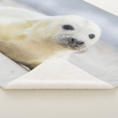 Gettyのイメージ|の子どものアシカ シェルパブランケット (3/4)