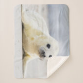 Gettyのイメージ|の子どものアシカ シェルパブランケット (正面)