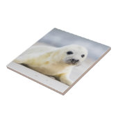 Gettyのイメージ|の子どものアシカ タイル (側面)