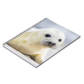 Gettyのイメージ|の子どものアシカ ノートブック (左側)