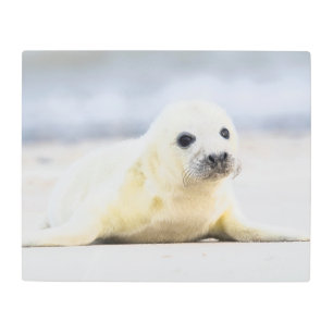 Gettyのイメージ の子どものアシカ メタルプリント