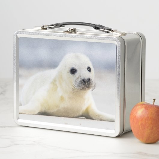 Gettyのイメージ|の子どものアシカ メタルランチボックス (インサイチュ)
