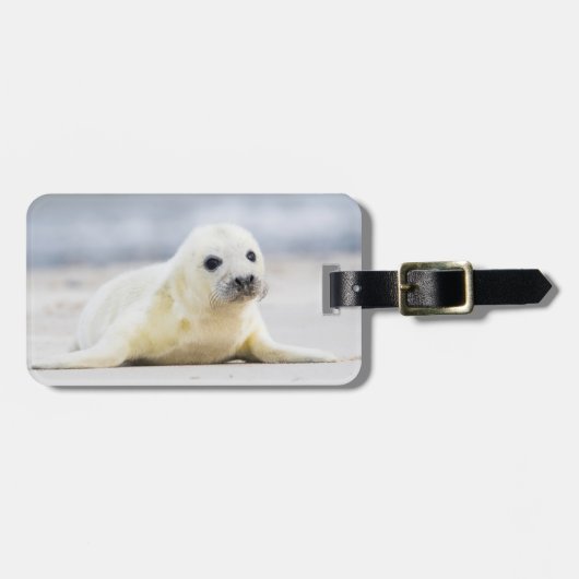 Gettyのイメージ|の子どものアシカ ラゲッジタグ (正面横)