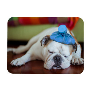 Gettyのイメージ の病気の若い子犬 マグネット