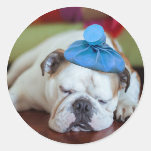 Gettyのイメージ の病気の若い子犬 ラウンドシール