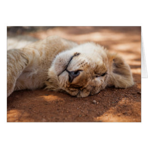 Gettyのイメージ の睡眠のライオンの子