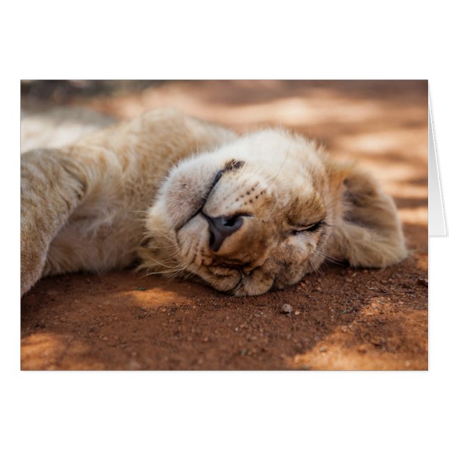 Gettyのイメージ|の睡眠のライオンの子 (正面横)