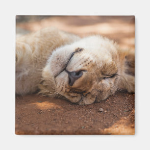 Gettyのイメージ の睡眠のライオンの子 マグネット