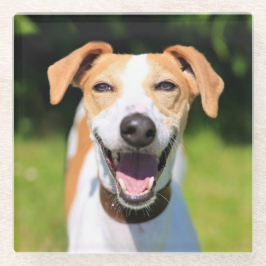Gettyのイメージ|の笑う犬 ガラスコースター (正面)