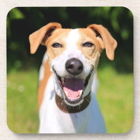 Gettyのイメージ|の笑う犬 コースター (正面)