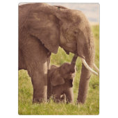 Gettyのイメージ|の象及びベビー クリップボード (裏面)