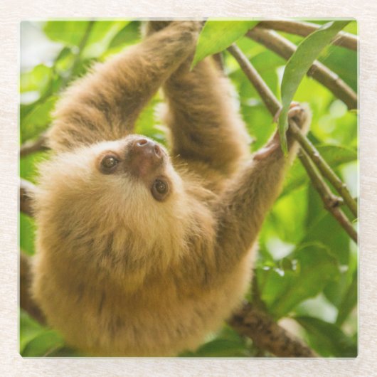 Gettyのイメージ|の逆さまの怠惰 ガラスコースター (正面)