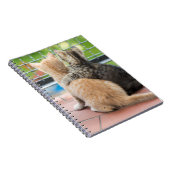 Gettyのイメージ|バルコニーの2匹の子ネコ ノートブック (右側)