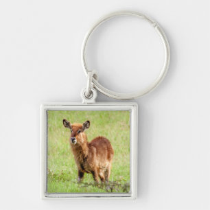 Gettyのイメージ 若いブラウンのカモシカWaterbuck キーホルダー