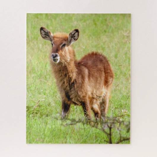 Gettyのイメージ|若いブラウンのカモシカWaterbuck ジグソーパズル (縦)