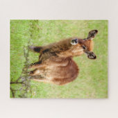 Gettyのイメージ|若いブラウンのカモシカWaterbuck ジグソーパズル (横)
